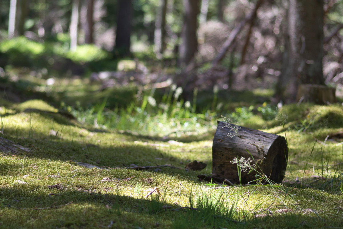 Natur und innere Ruhe im Nordschwarzwald