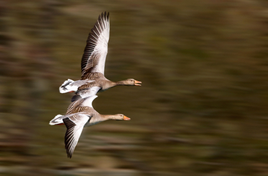 fly-togehter