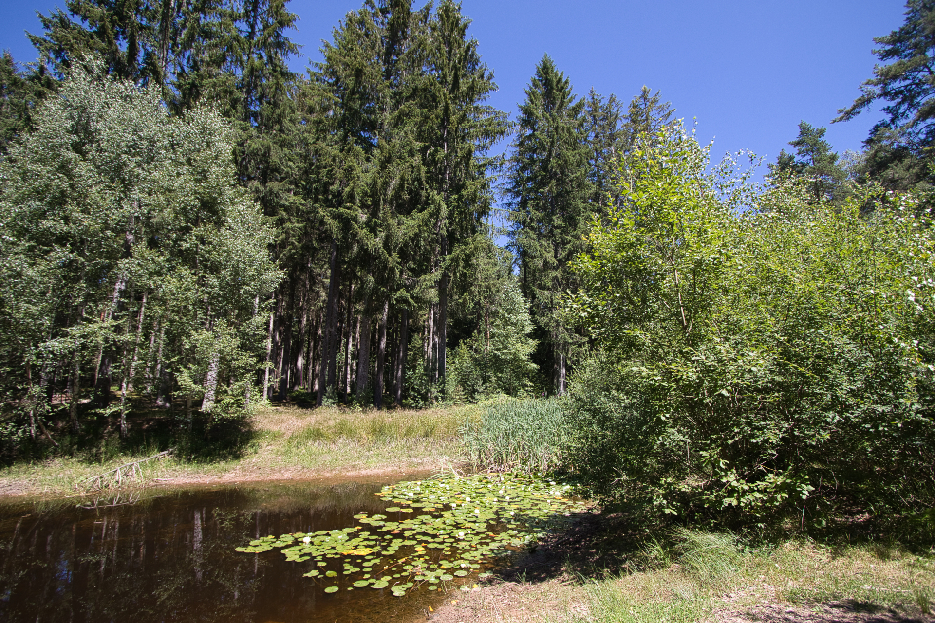 Sommer im Nordschwarzwald